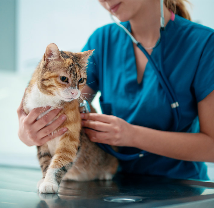Wood Wharf Vets, your friendly neighborhood veterinary clinic.