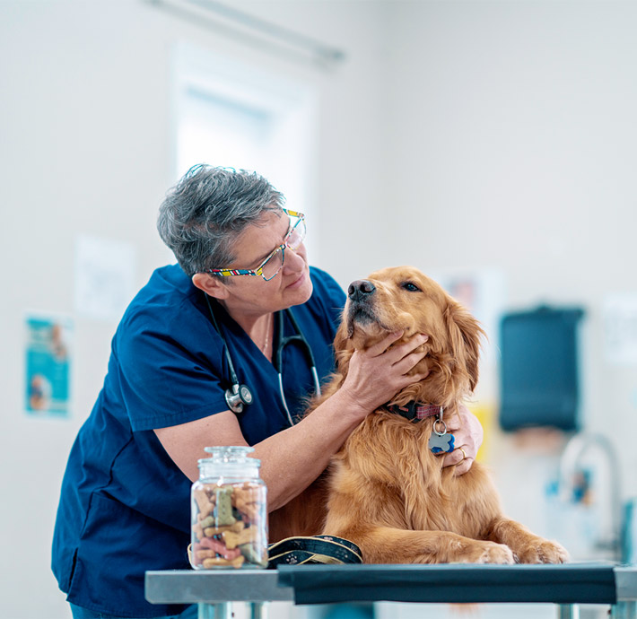  Wood Wharf Vet diagnosing a dog