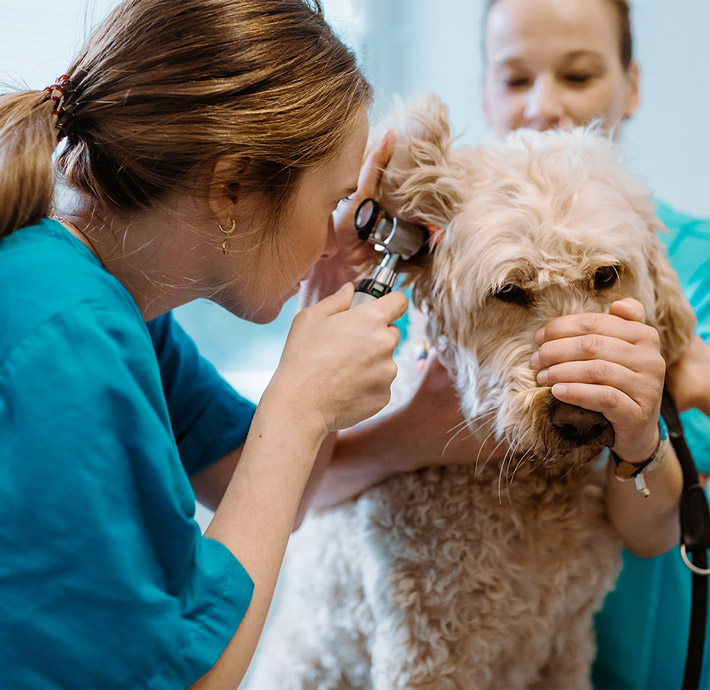 Wood wharf vets routine check-ups on dog.