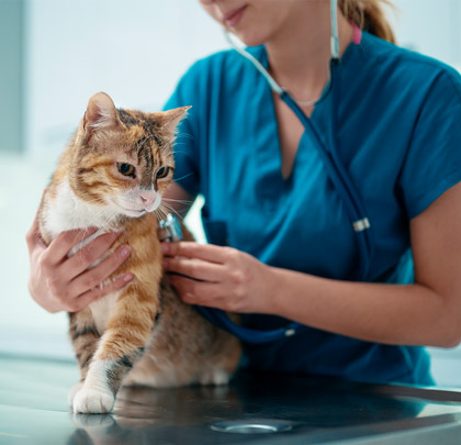 Wood Wharf Vets, your friendly neighborhood veterinary clinic.