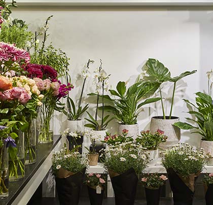 Flowers&Plants