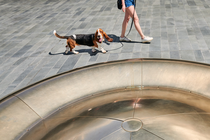 Dog out on the wharf with its owner